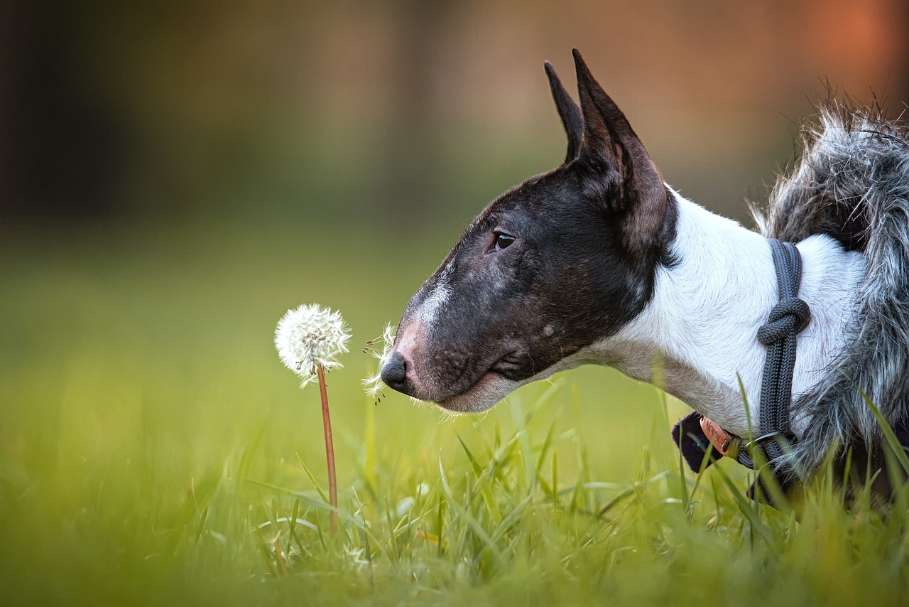 The Gentle Nature of the Bedlington Terrier